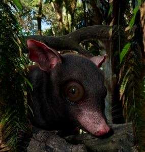 Asi luciria el Swaindelphys solastella, de ac uerdo a Kristen Miller