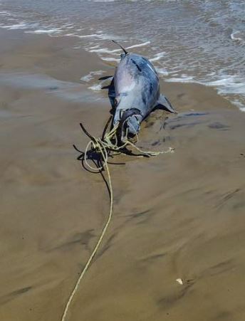 Delfin sacrificado en Playa Bagdad